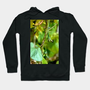 Budding Morning Glories Hoodie